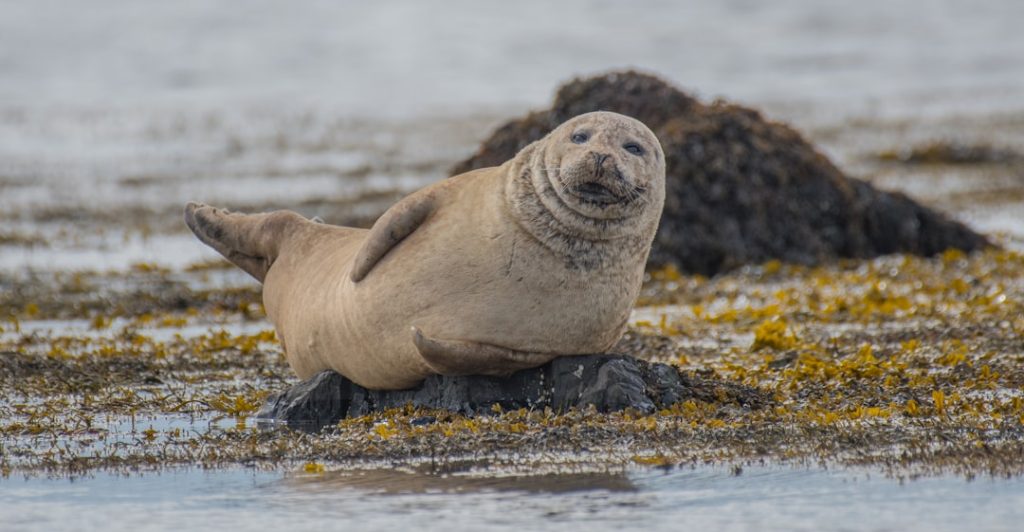 Photo Guarantee seal
