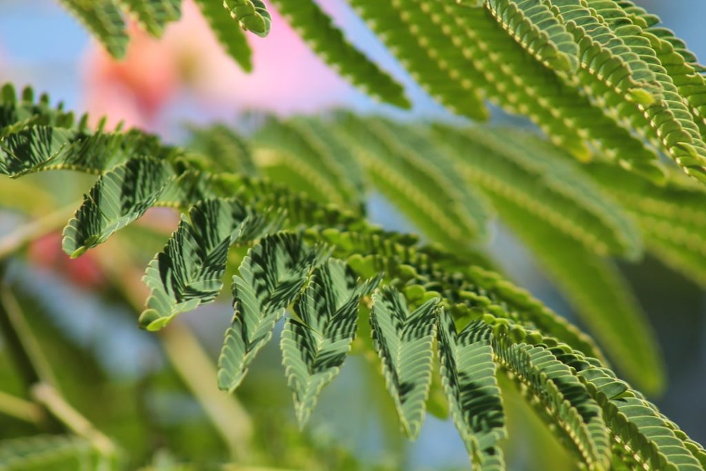 Photo Green tree