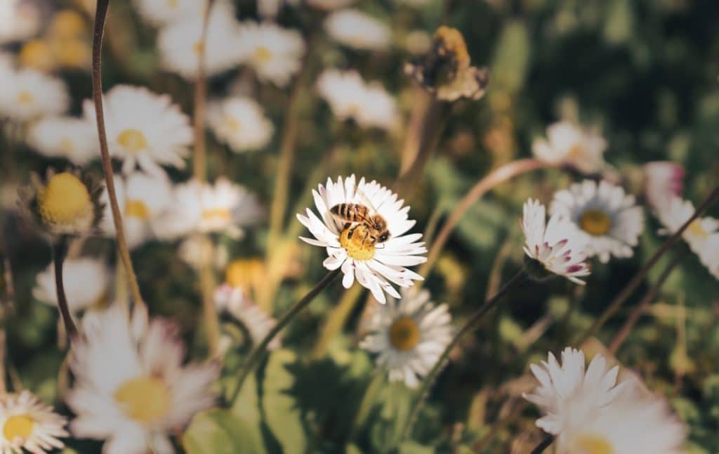Photo API integration
